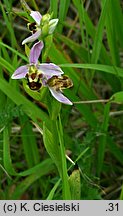 Ophrys apifera (dwulistnik pszczeli)