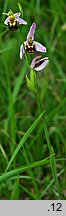 Ophrys apifera (dwulistnik pszczeli)