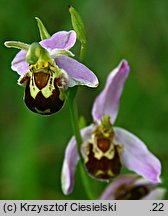 Ophrys apifera (dwulistnik pszczeli)