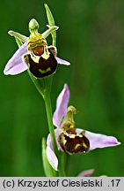 Ophrys apifera (dwulistnik pszczeli)