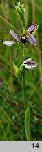 Ophrys apifera (dwulistnik pszczeli)