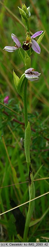 Ophrys apifera (dwulistnik pszczeli)