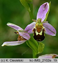 Ophrys apifera (dwulistnik pszczeli)