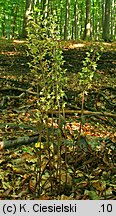 Epipactis purpurata