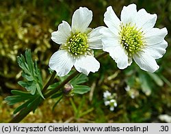 Callianthemum coriandrifolium (rutewnik jaskrowaty)