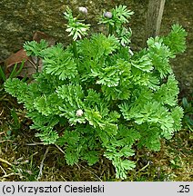 Callianthemum coriandrifolium (rutewnik jaskrowaty)