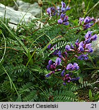 Oxytropis carpatica (ostrołódka karpacka)