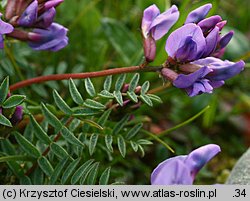 Oxytropis carpatica (ostrołódka karpacka)