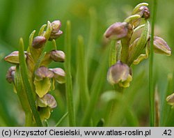 Chamorchis alpina (potrostek alpejski)