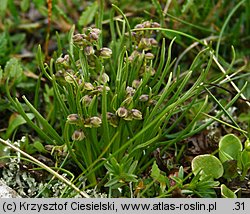 Chamorchis alpina (potrostek alpejski)