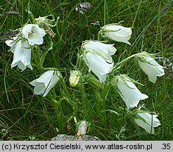 Campanula alpina (dzwonek alpejski)