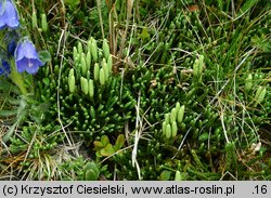 Diphasiastrum alpinum (widlicz alpejski)