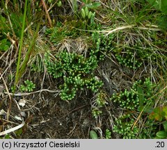 Diphasiastrum alpinum (widlicz alpejski)