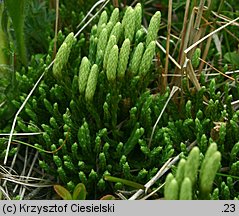 Diphasiastrum alpinum (widlicz alpejski)