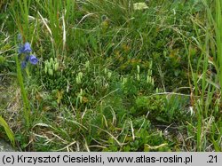 Diphasiastrum alpinum (widlicz alpejski)