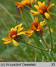 Senecio aurantiacus (starzec pomarańczowy)