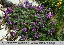 Oxytropis carpatica (ostrołódka karpacka)