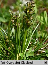 Chamorchis alpina (potrostek alpejski)