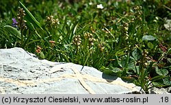 Chamorchis alpina (potrostek alpejski)