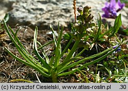 Chamorchis alpina (potrostek alpejski)