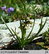 Chamorchis alpina (potrostek alpejski)