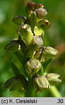 Chamorchis alpina (potrostek alpejski)