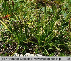 Chamorchis alpina (potrostek alpejski)