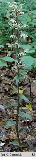 Epipactis purpurata (kruszczyk siny)