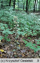 Epipactis purpurata (kruszczyk siny)