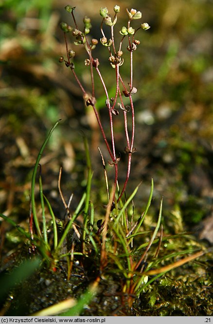 Radiola linoides (lenek stoziarn)