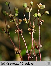 Radiola linoides (lenek stoziarn)