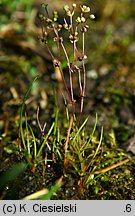 Radiola linoides (lenek stoziarn)