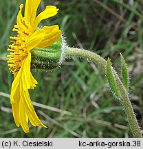 Arnica montana (arnika górska)