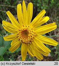 Arnica montana (arnika górska)