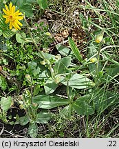 Arnica montana (arnika górska)