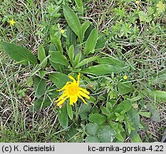 Arnica montana (arnika górska)