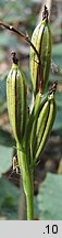 Cephalanthera longifolia (buławnik mieczolistny)