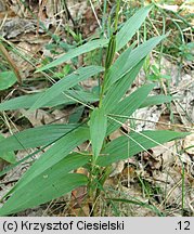 Cephalanthera longifolia (buławnik mieczolistny)