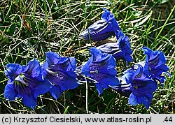 Gentiana clusii