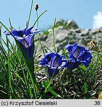 Gentiana clusii