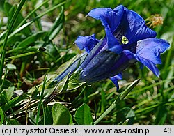 Gentiana clusii