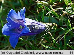 Gentiana clusii