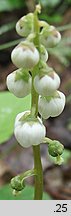 Pyrola minor