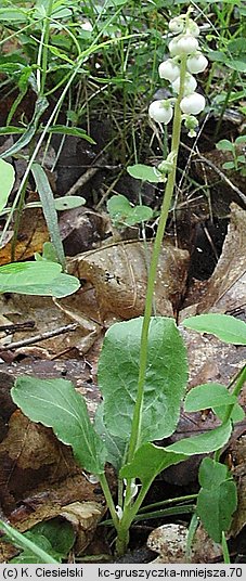 Pyrola minor