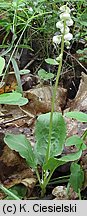 Pyrola minor