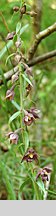 Epipactis xschmalhausenii
