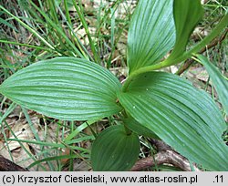 Epipactis xschmalhausenii