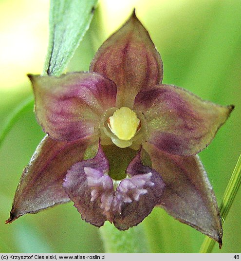 Epipactis xschmalhausenii