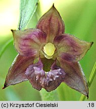 Epipactis xschmalhausenii