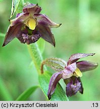 Epipactis xschmalhausenii